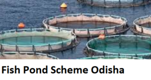 Get Subsidy in Fish farming Loan under Fish Pond Scheme Odisha 